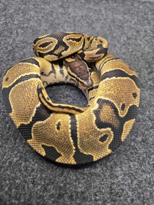 animal image