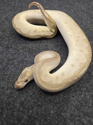 animal image