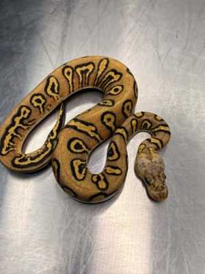 animal image