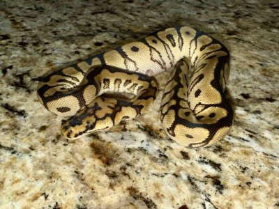 animal image