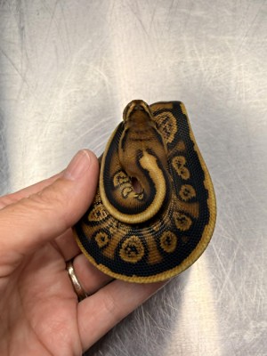 animal image