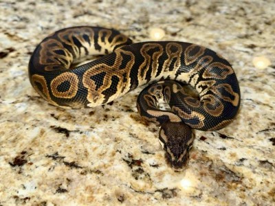 animal image