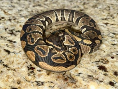 animal image