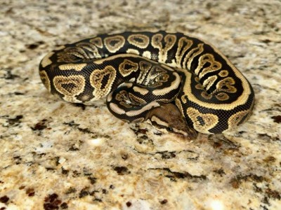 animal image
