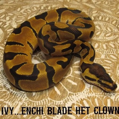 animal image