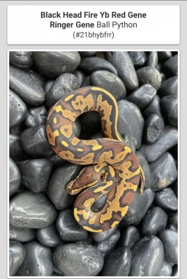 animal image
