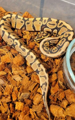 animal image