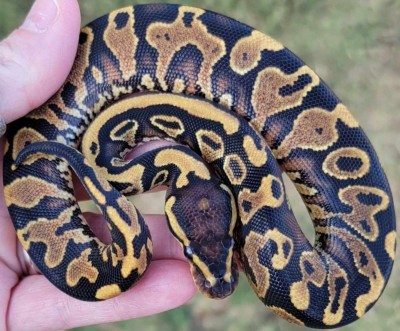 animal image
