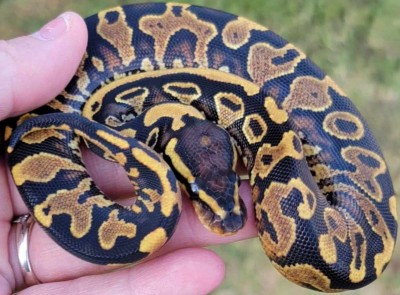 animal image