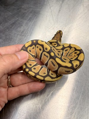 animal image