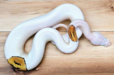 animal image