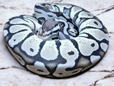 animal image