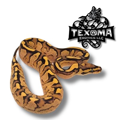 animal image