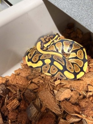 animal image