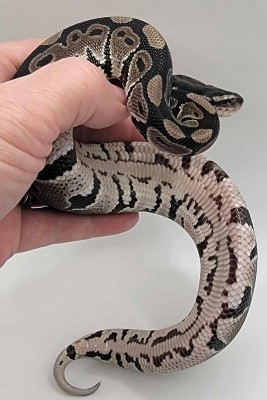 animal image