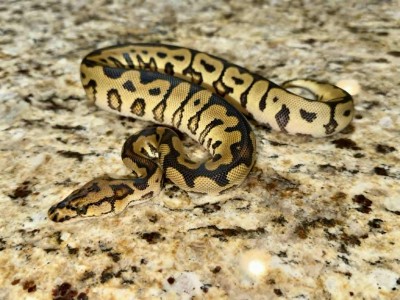 animal image