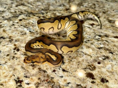 animal image