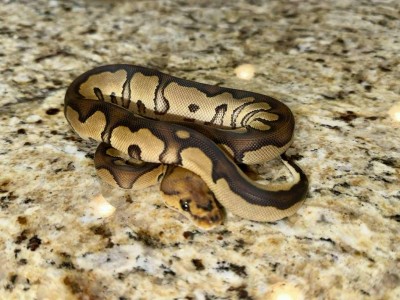 animal image