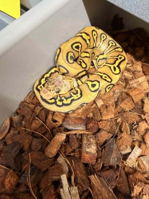 animal image