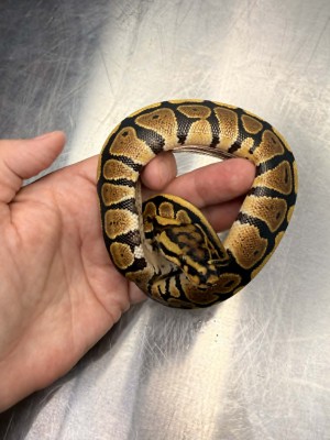 animal image