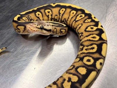 animal image