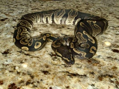 animal image