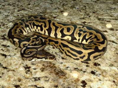 animal image