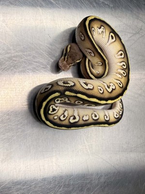 animal image
