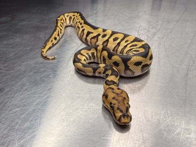 animal image
