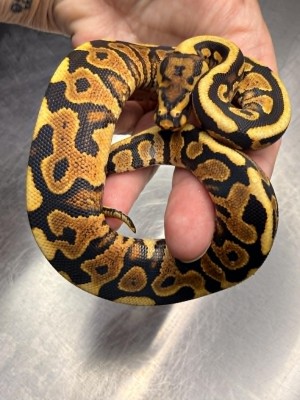 animal image
