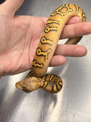 animal image