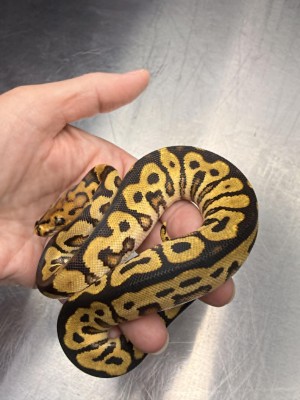 animal image