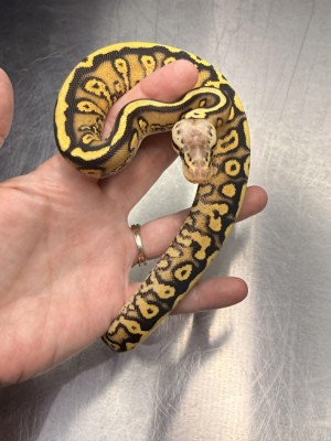 animal image