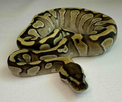 animal image