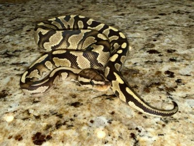 animal image
