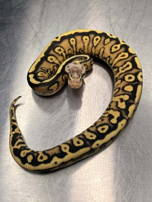 animal image