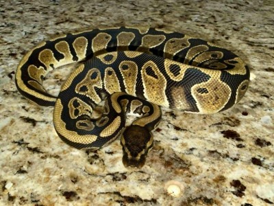 animal image