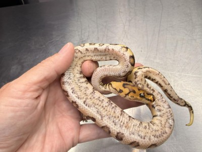 animal image