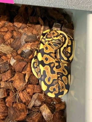 animal image