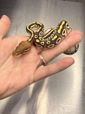 animal image