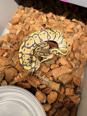animal image