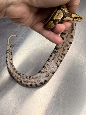 animal image