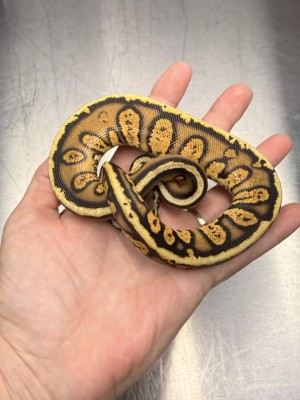 animal image