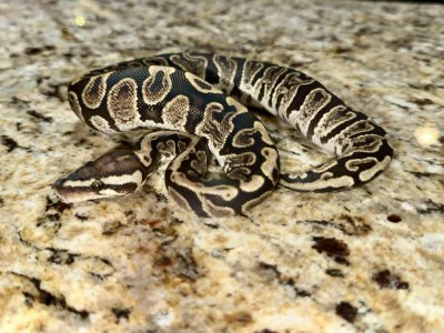 animal image