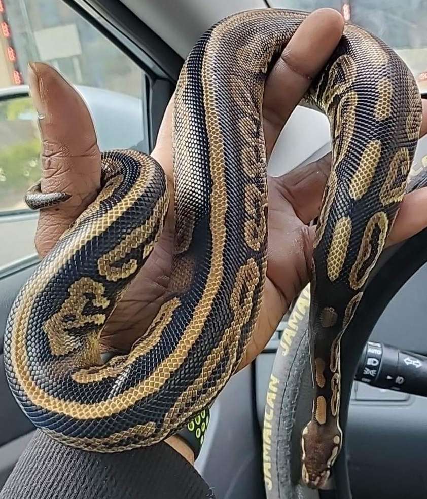 animal image