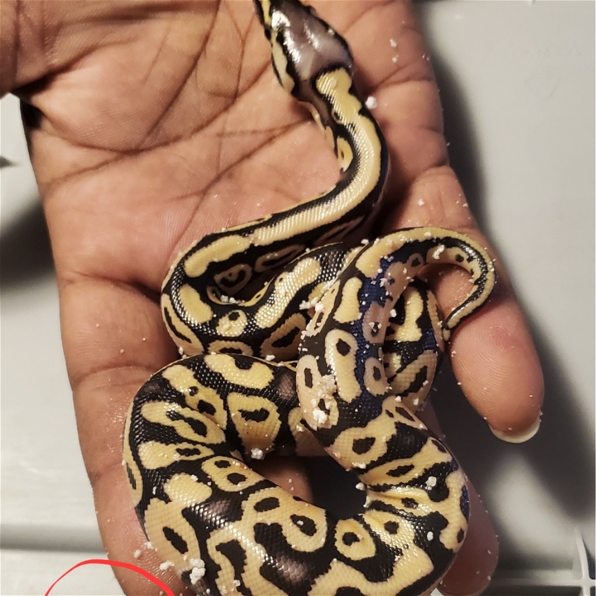 animal image