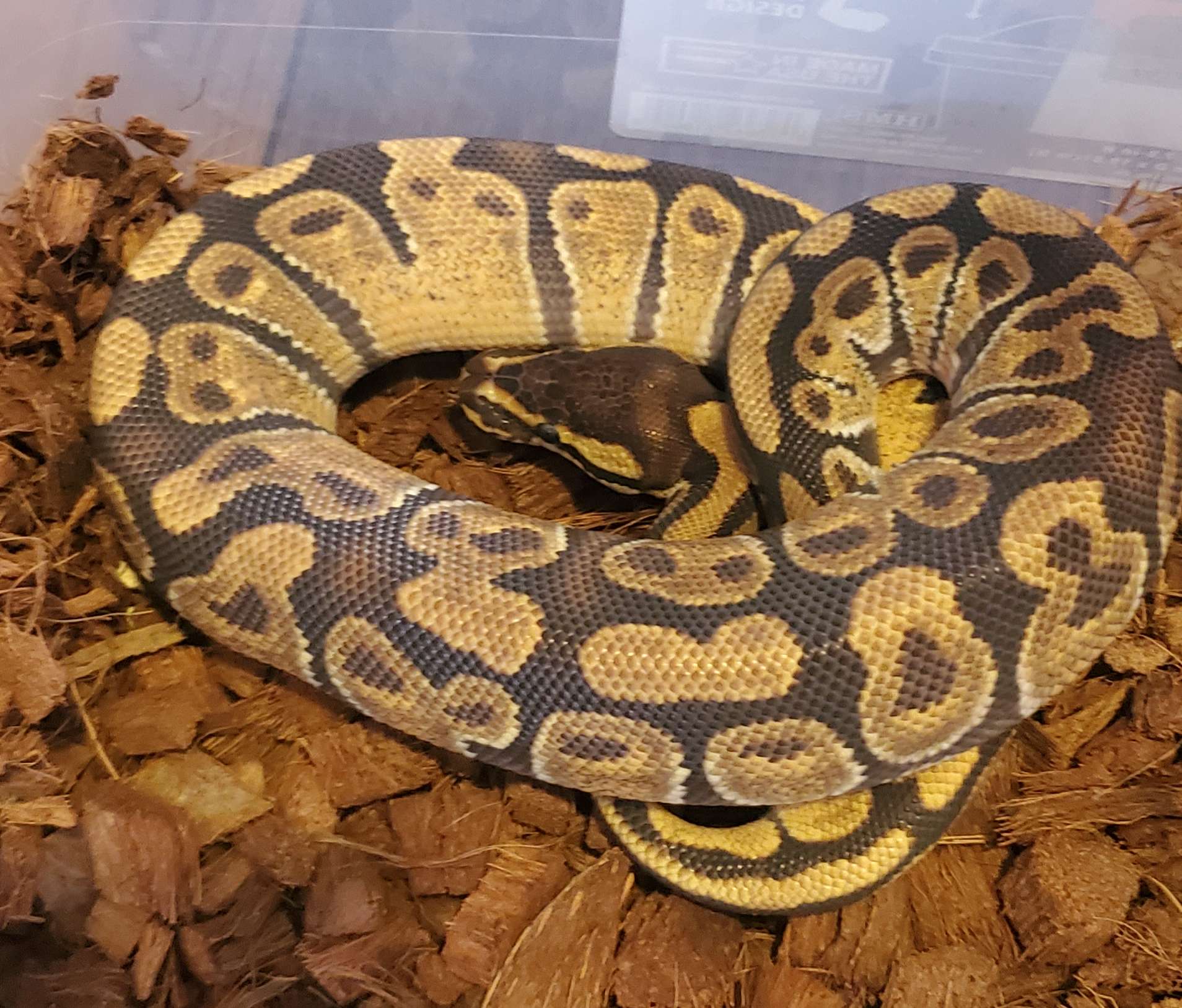 animal image