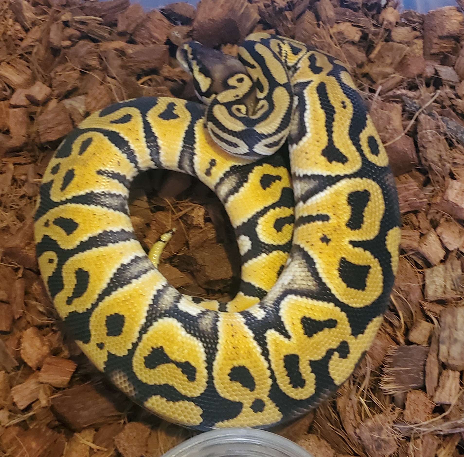 animal image