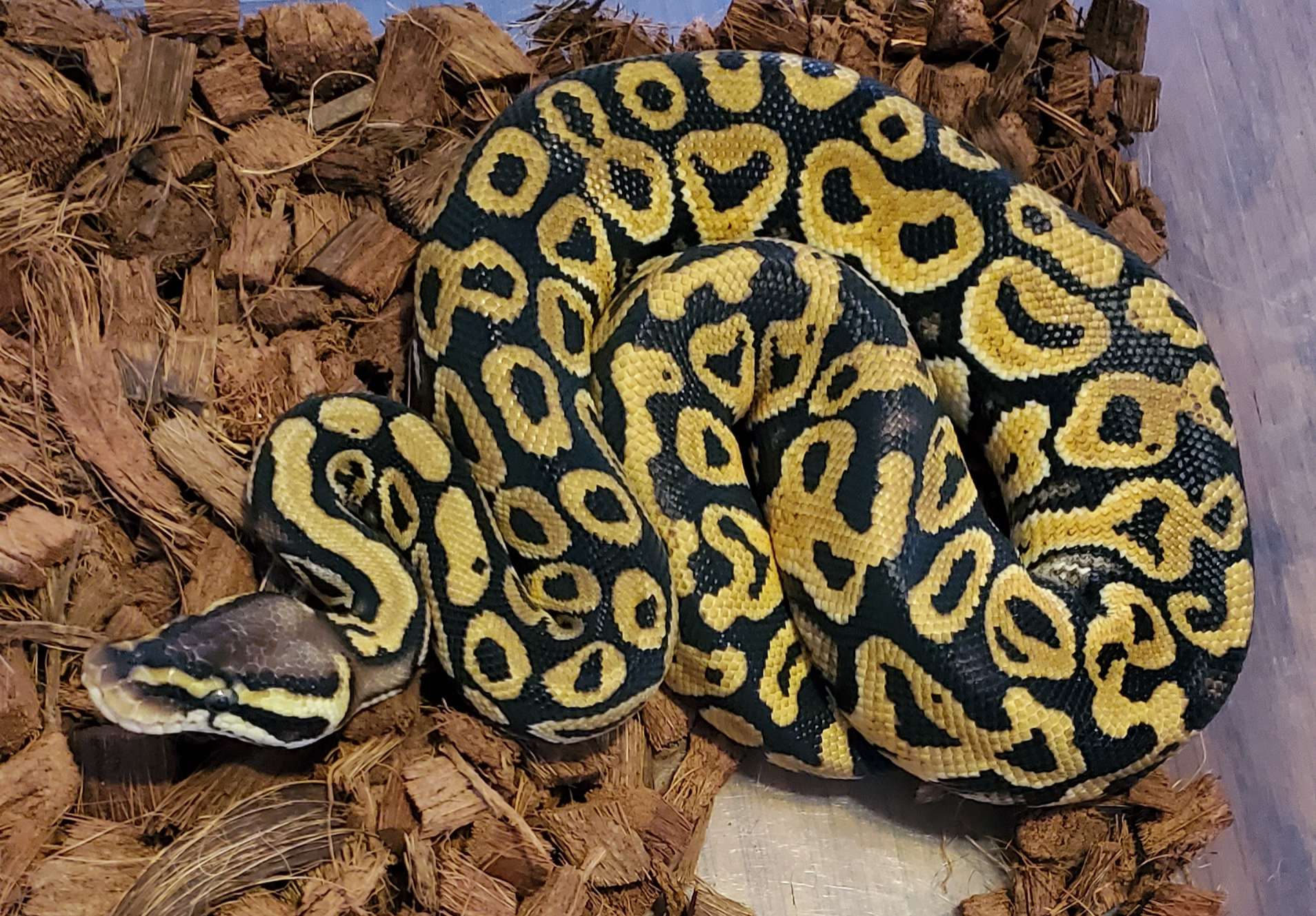animal image