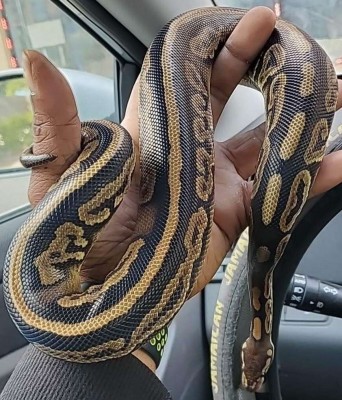 animal image
